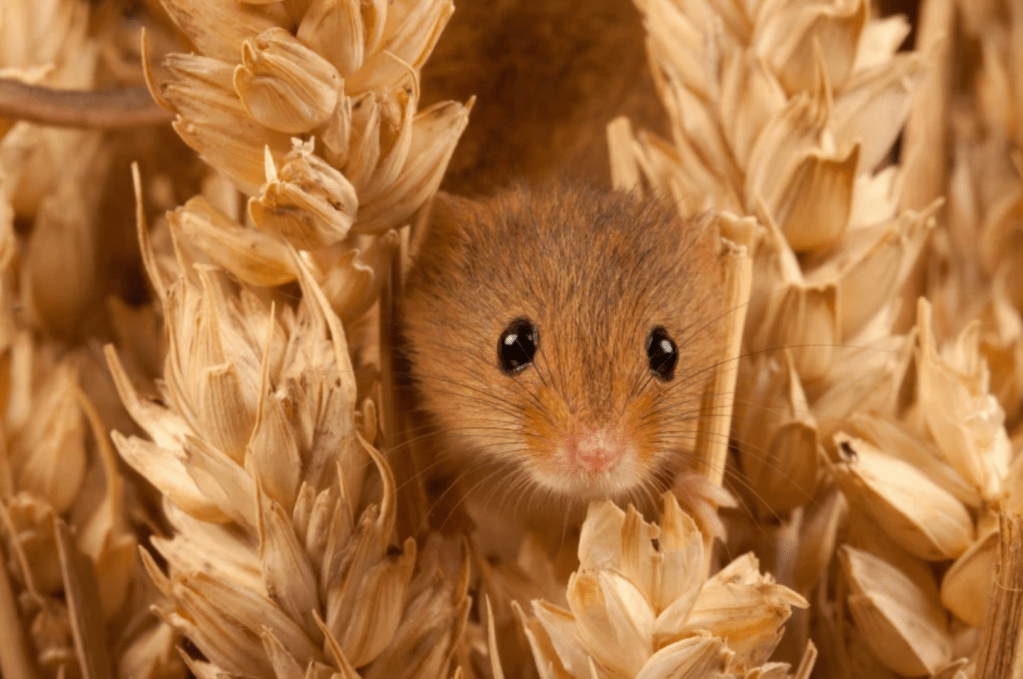 Wild Bale – The Harvest&nbsp;Mouse