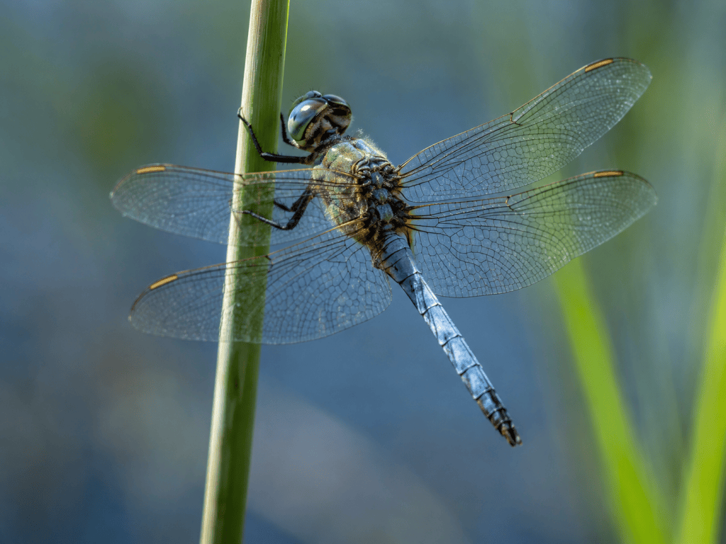 Wild Bale –&nbsp;Dragonflies